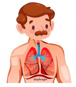 Diaphragmatic breathing in acting- تنفس دیافراگمی در بازیگری